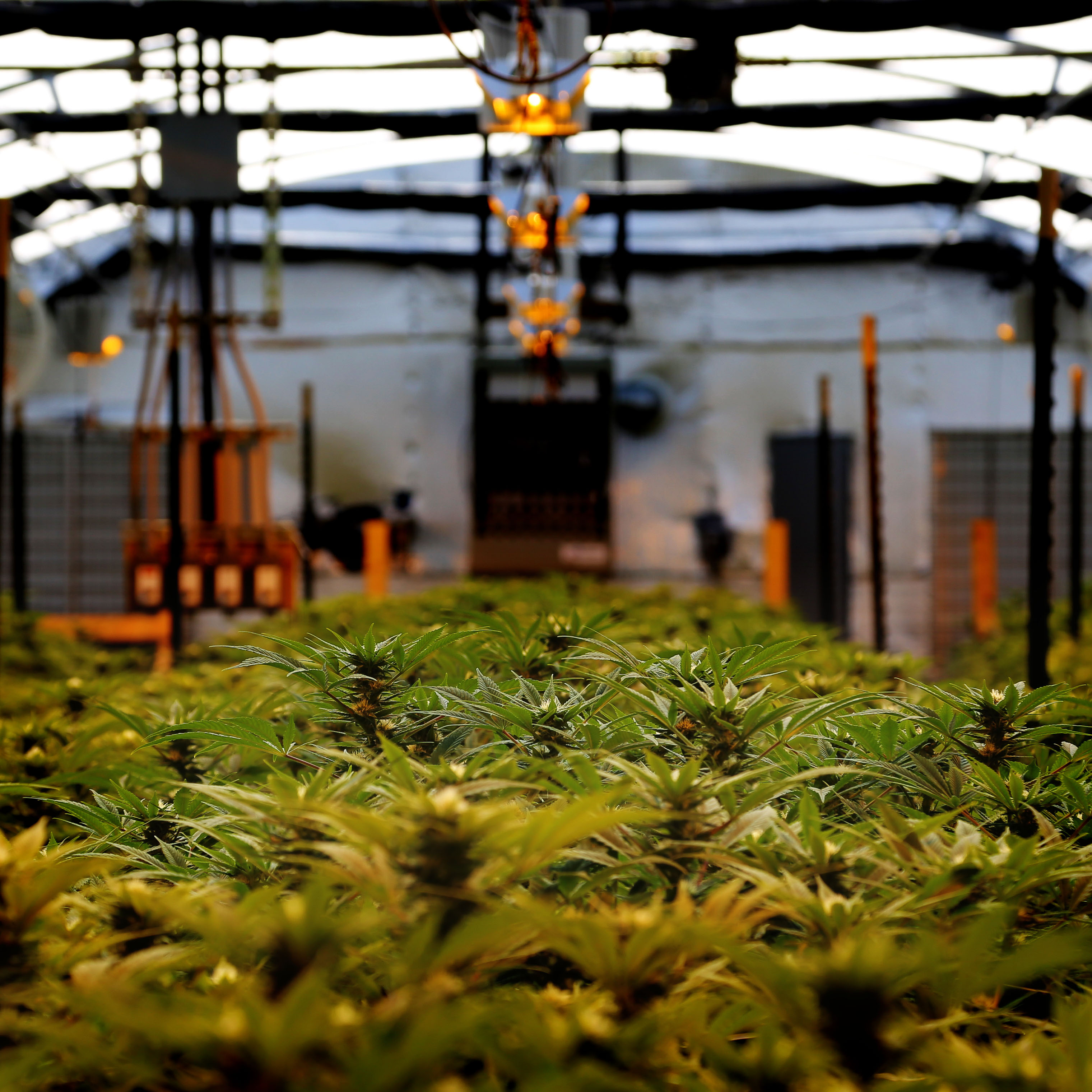 grb-greenhouse-1868_e