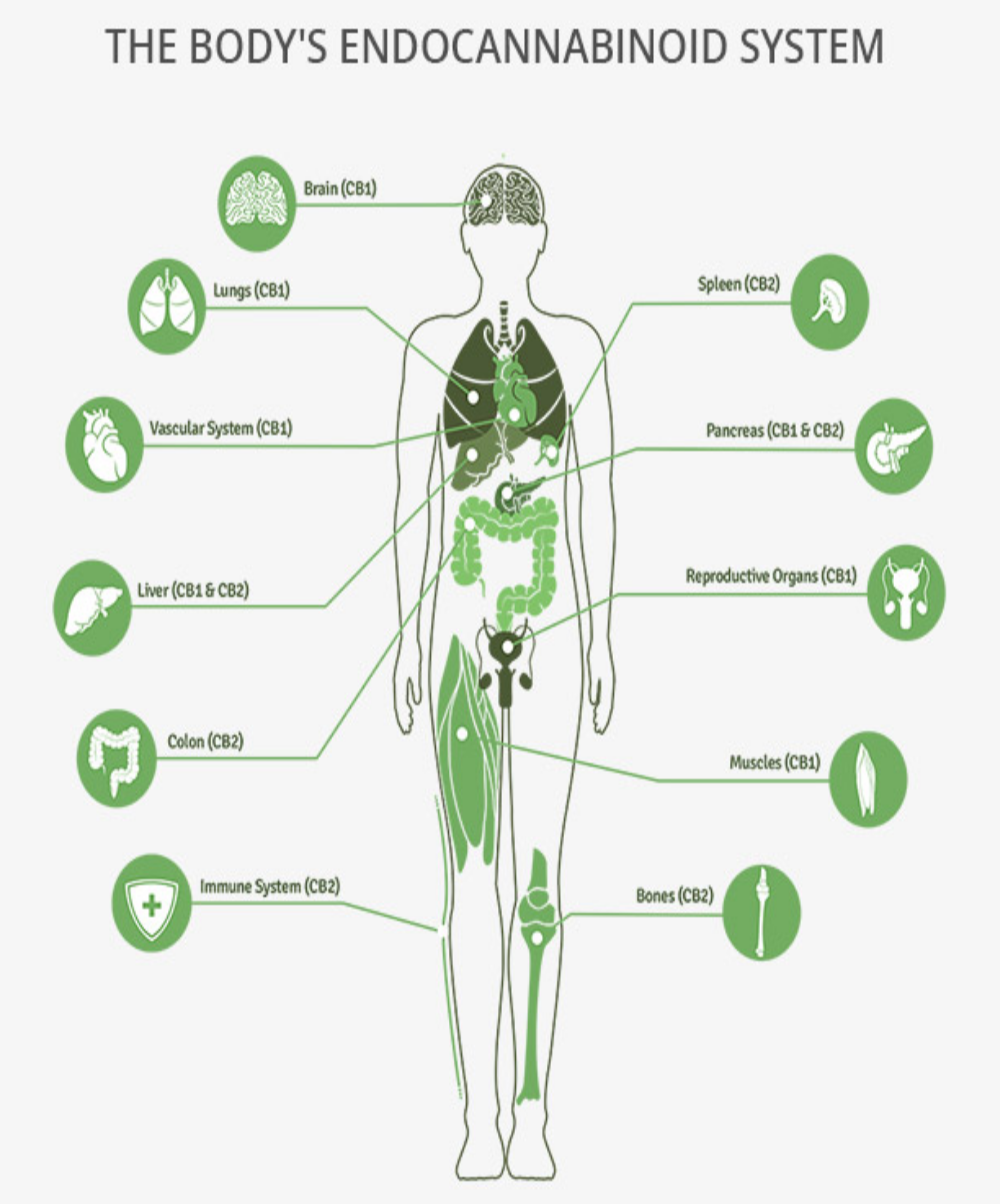 The Endocannabinoid System (ECS)
